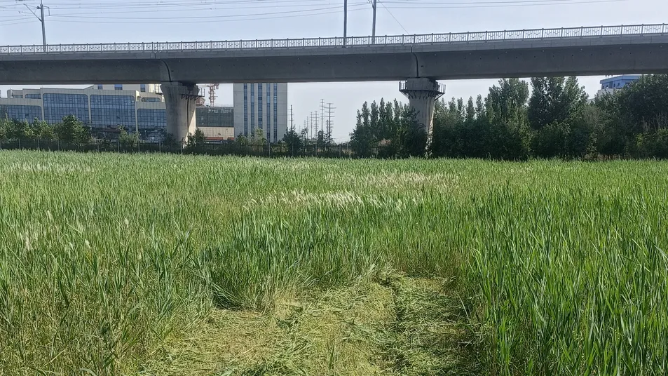 Elevated bridge green space