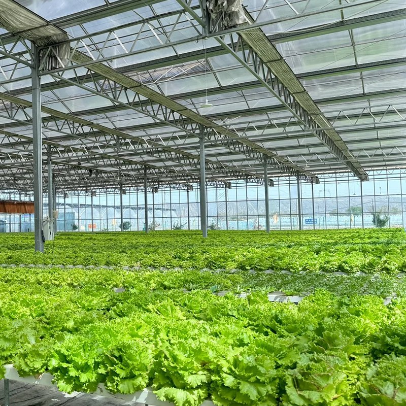 Greenhouse Nft Hydroponic Solution for Continuous Vegetable and Herb Production