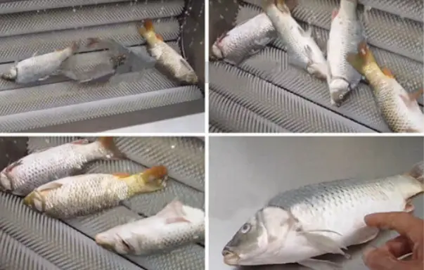 fish scaling machine
