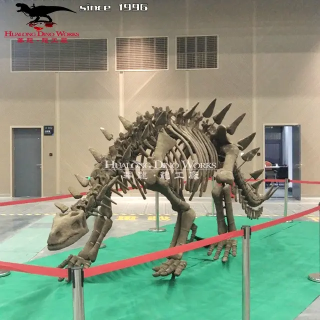 Fiberglass Triceratops and Stegosaurus skeleton fossil replicas