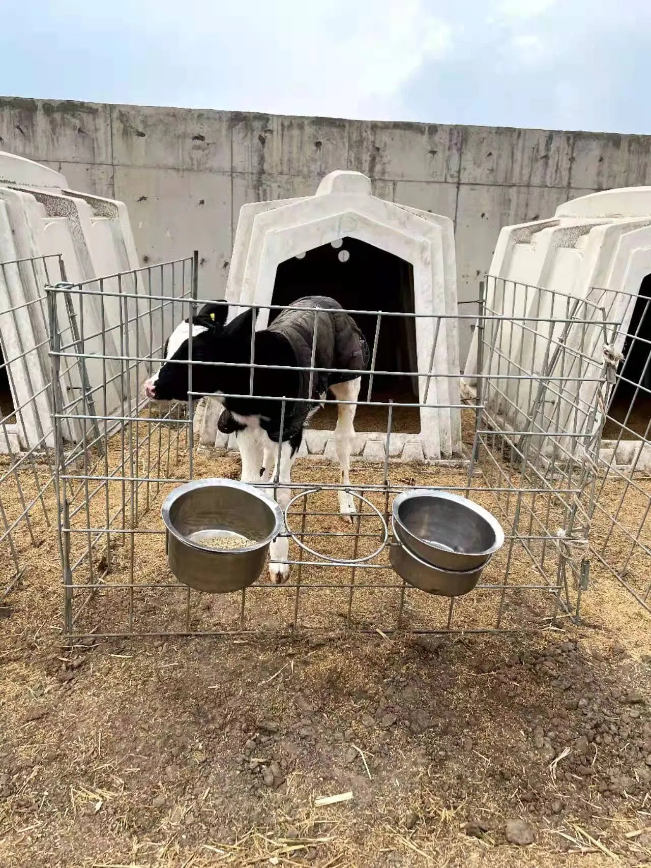 Whole Sales Calf Hutch Dairy Farm Pasture Individual Calf Feeding Hutch