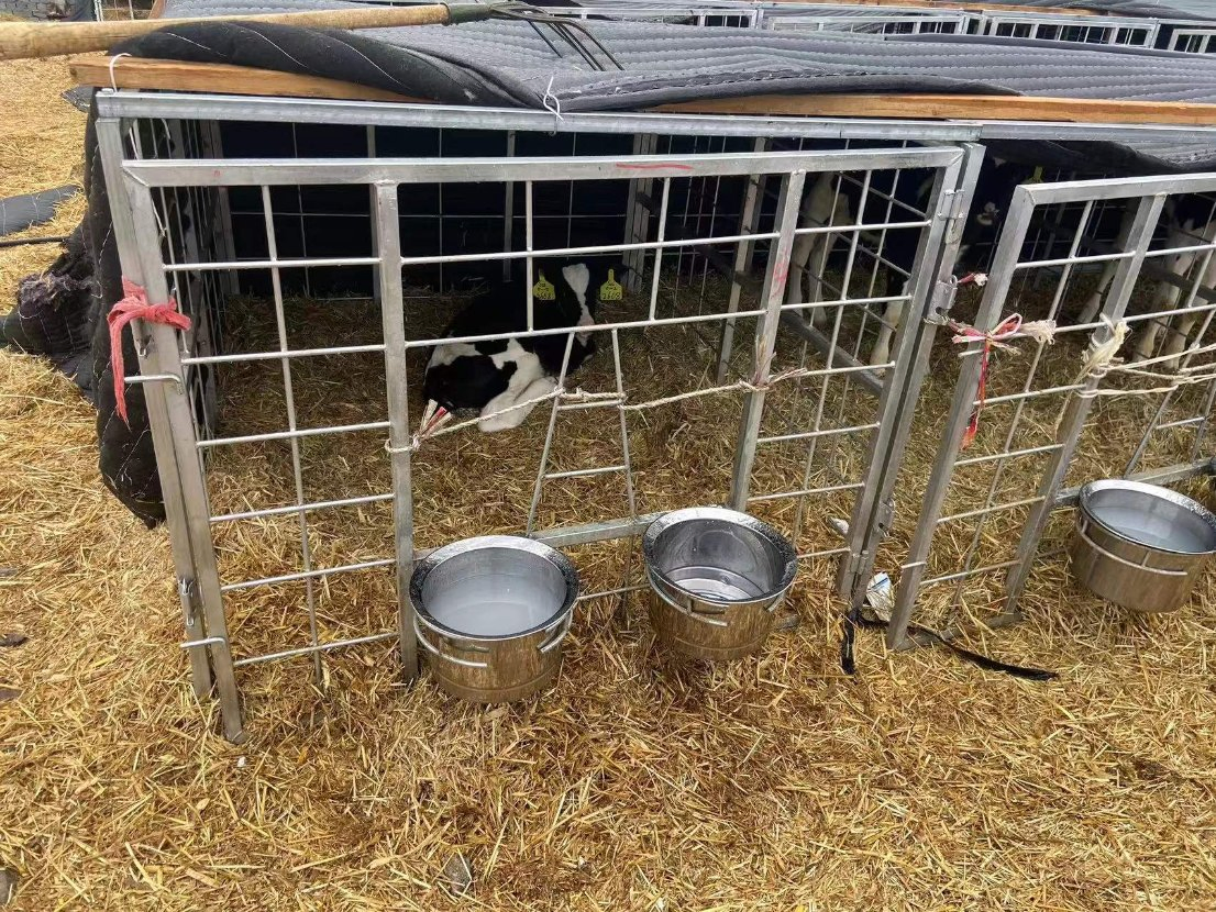 Livestock Reinforced Calf Cages Plastic Cattle Cow Hutches Calf House for Daily Farm Feeding Animals Calf Hutch with Fencing