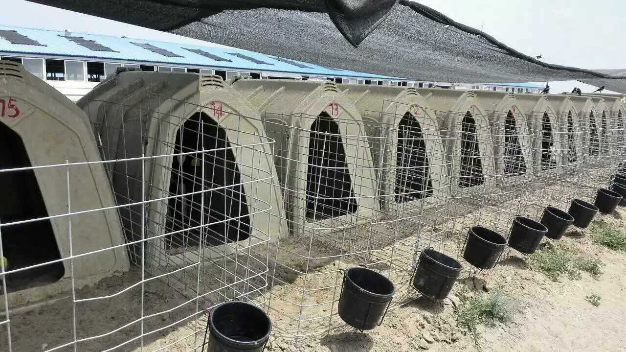 More Strength and Long-Life Usage High Quality Plastic Calf Hutch