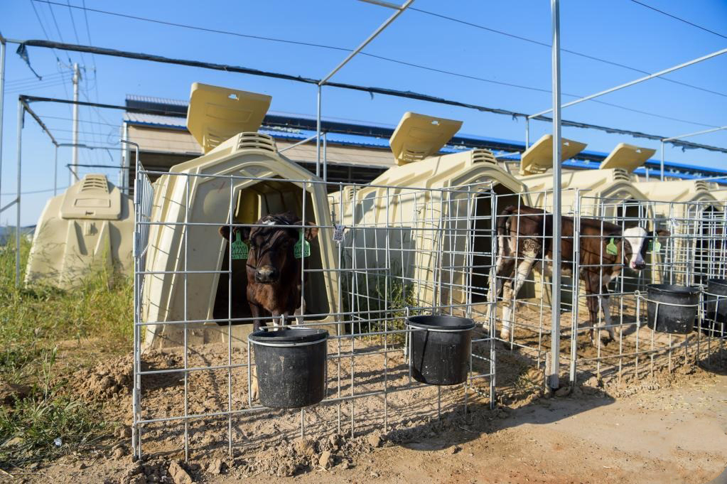 Corrosion-Resistant Galvanized Calf Hutch with Reinforced Roof for Longevity Calf Hutch