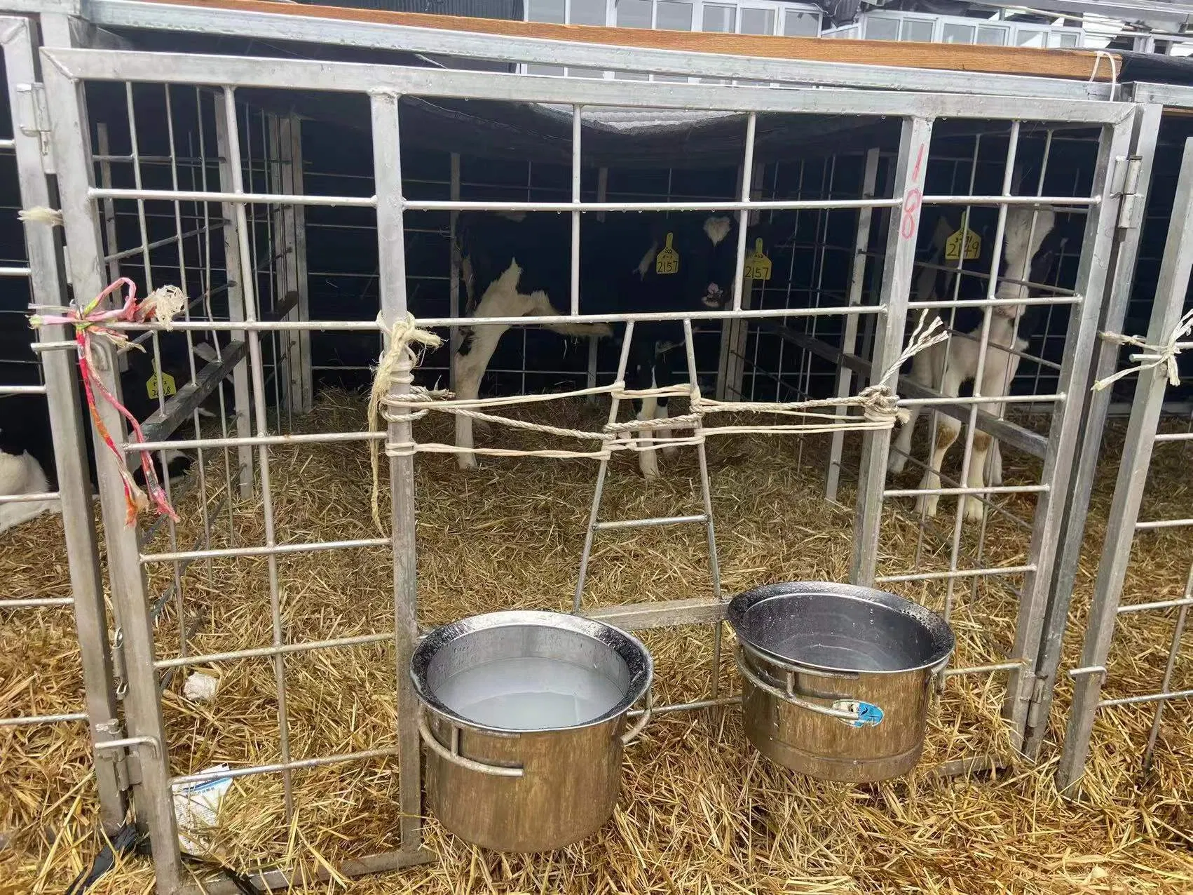 Livestock Reinforced Calf Cages Plastic Cattle Cow Hutches Calf House for Daily Farm Feeding Animals Calf Hutch with Fencing