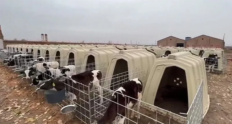 Outdoor Individual Calf Hutch