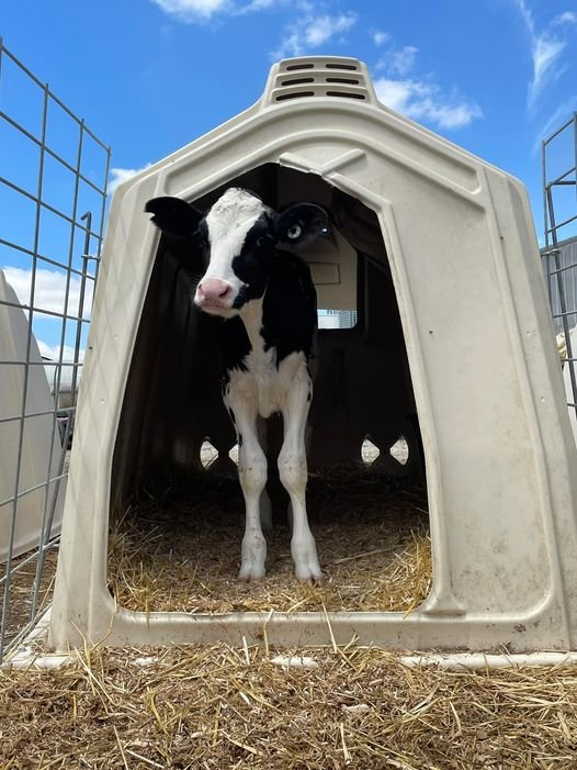 Boost Survival Rates by 90% Disease Proof Solutions Calf Hutch for Australia
