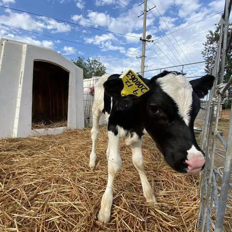 Good Quality Cow House/Farm Equipment Poultry machine Calf Hutch