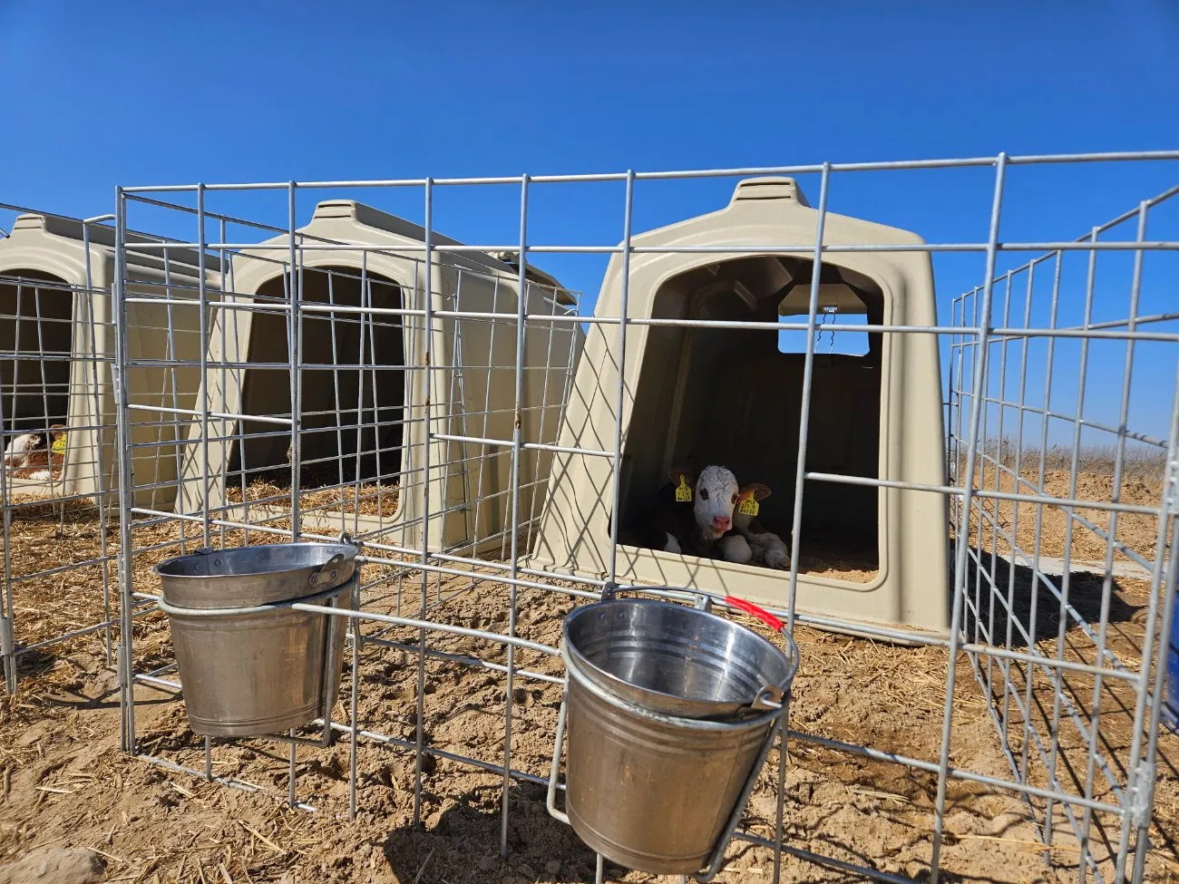 High Quality Livestock Single Calf Hutch for Sale