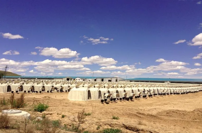 Whole Sales Calf Hutch Dairy Farm Pasture Individual Calf Feeding Hutch