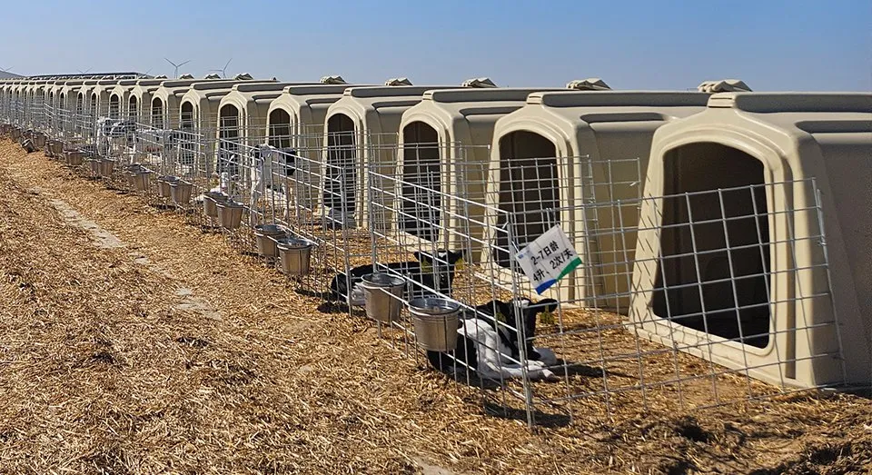 Outdoor Calf Hutch Protection