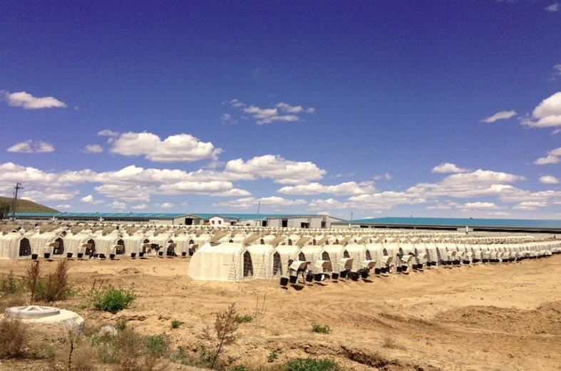 Food Grade PE Material Cattle Hutch Cow Calf Hutch