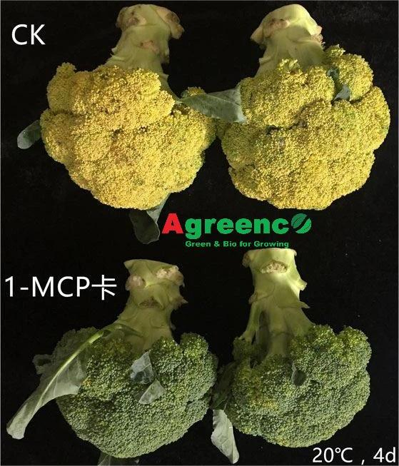 Regulador de Crecimiento de Plantas (1-Methylcyclopropene) 1-Mcp3.3%Vp para el Almacenamiento Fresco de Frutas y Flores