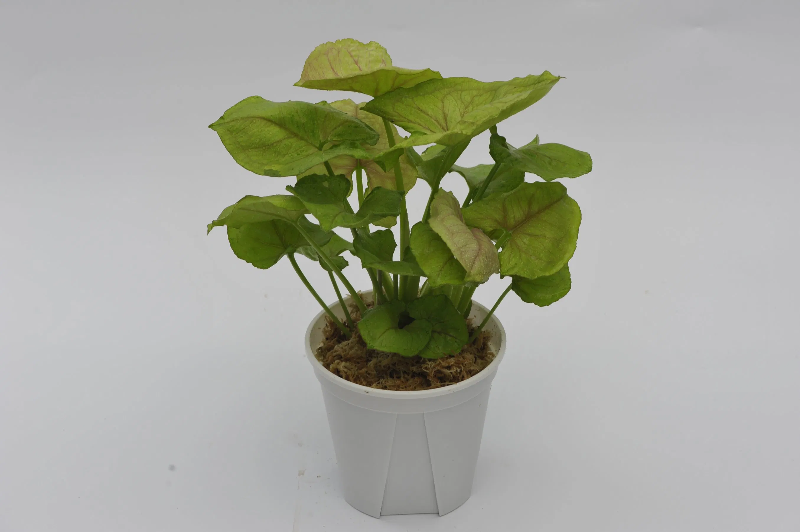 Plantas jóvenes de Syngonium Mango Allusion, plantas de cultivo de tejidos