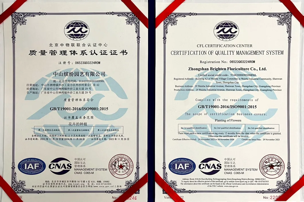 Certificado 5