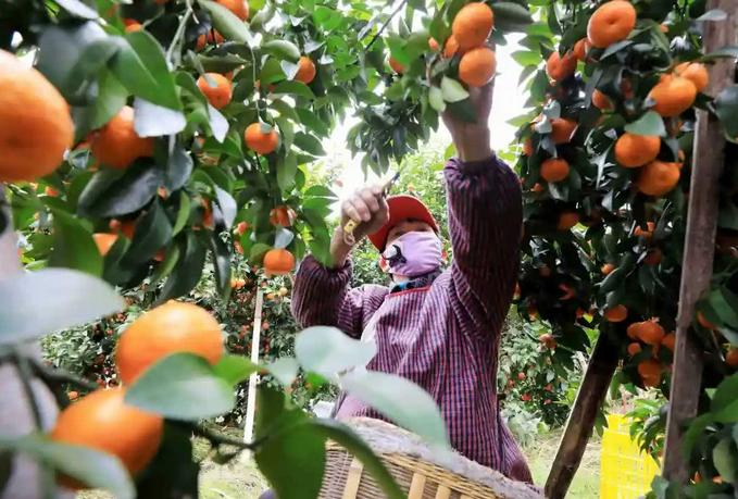Máquina de lavado, encerado, clasificación de frutas cítricas industriales de manzana, limón, lima, naranja y batata