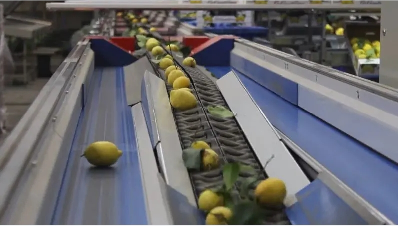 Máquina clasificadora de peso para frutas de mango