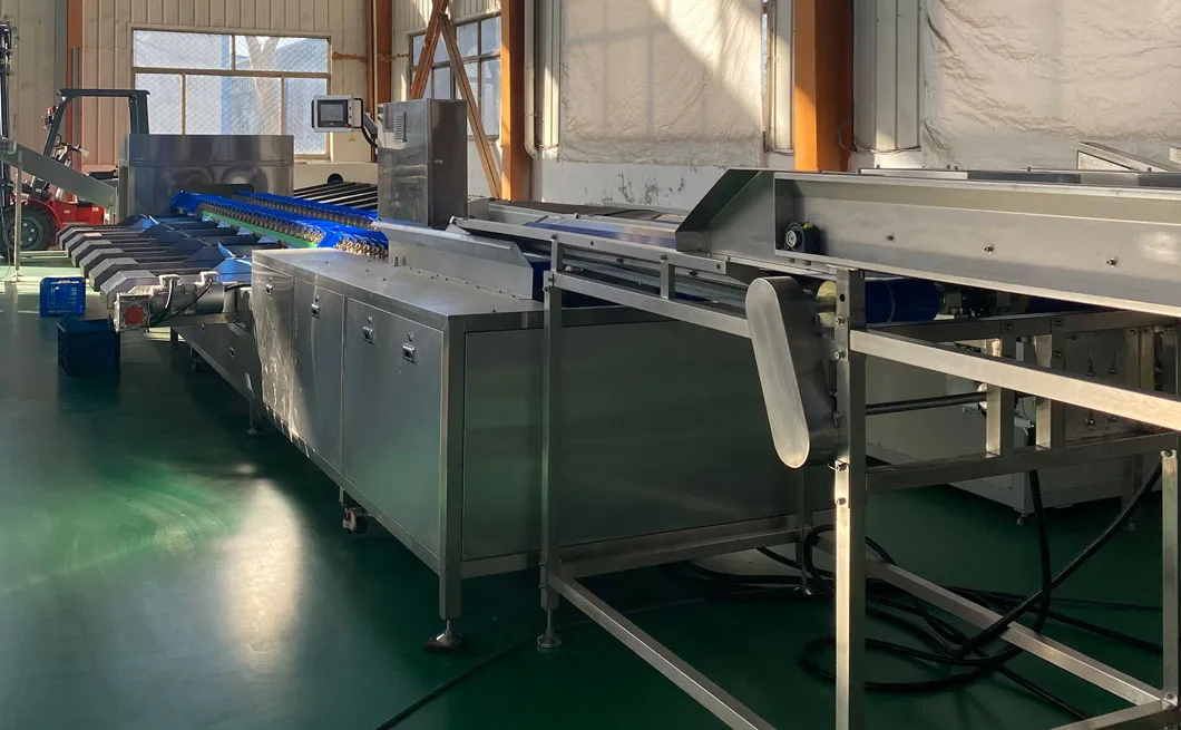 Máquina clasificadora de cebollas de alto volumen para cultivadores agrícolas
