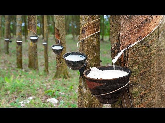 Regulador de Crecimiento para Plantas de Árbol de Caucho Kenvos Ethephon 5% Gel 10% Gel azul y rojo