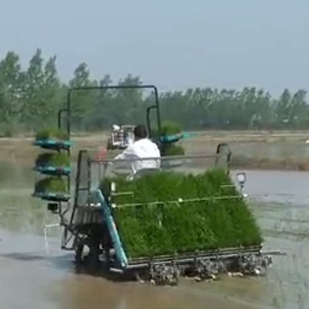 Transplantador de arroz de plántulas Paddy de cuatro ruedas