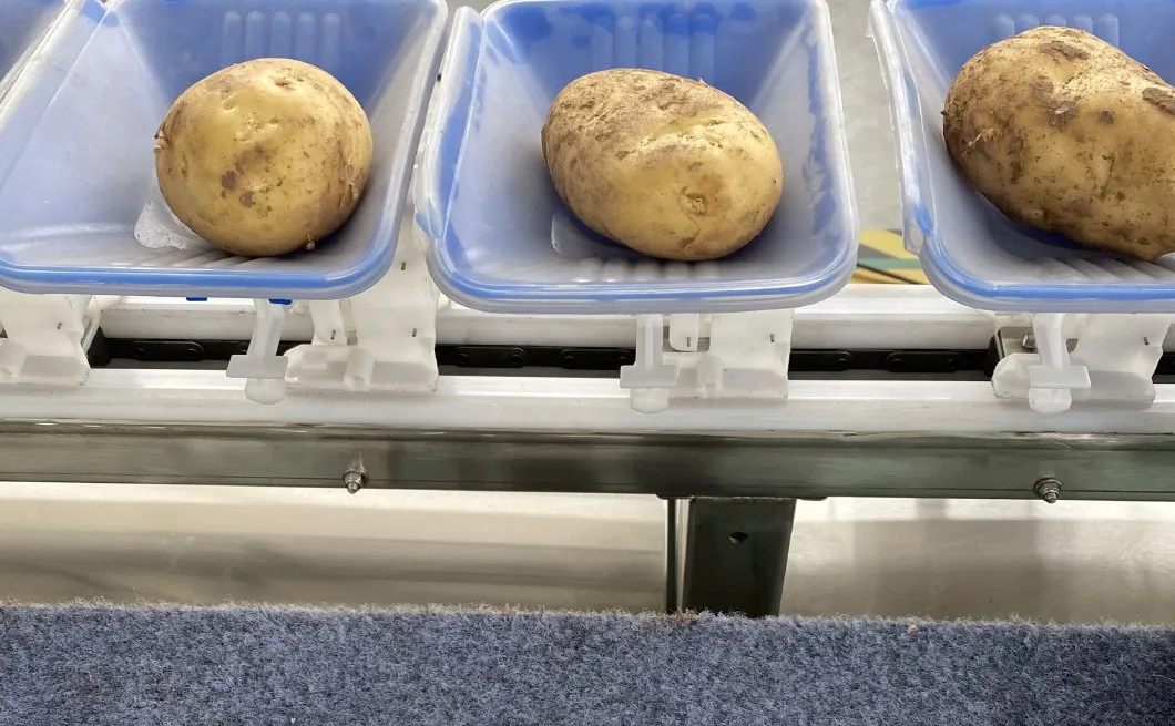 Máquina clasificadora de cebollas de alto volumen para cultivadores agrícolas
