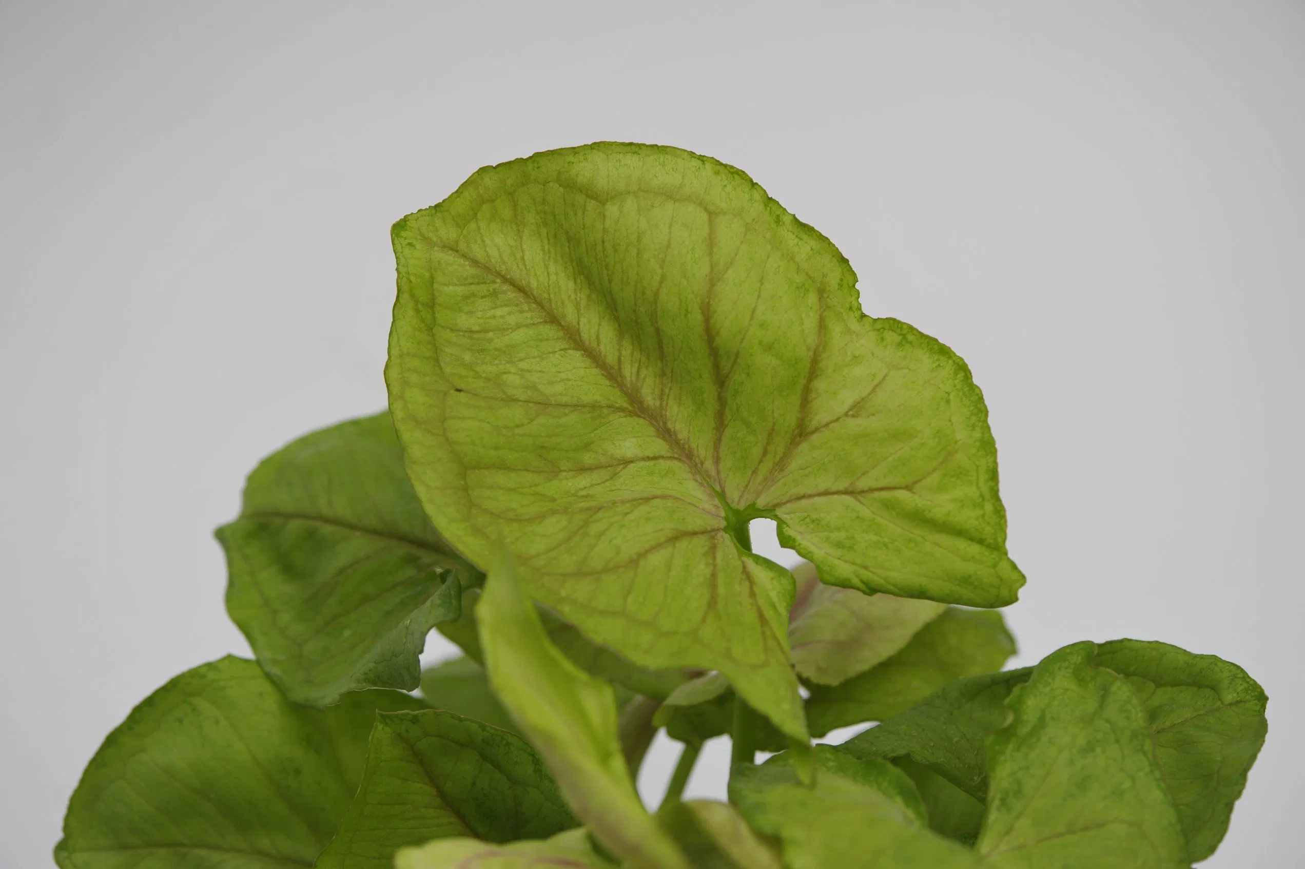 Plantas jóvenes de Syngonium Mango Allusion, plantas de cultivo de tejidos