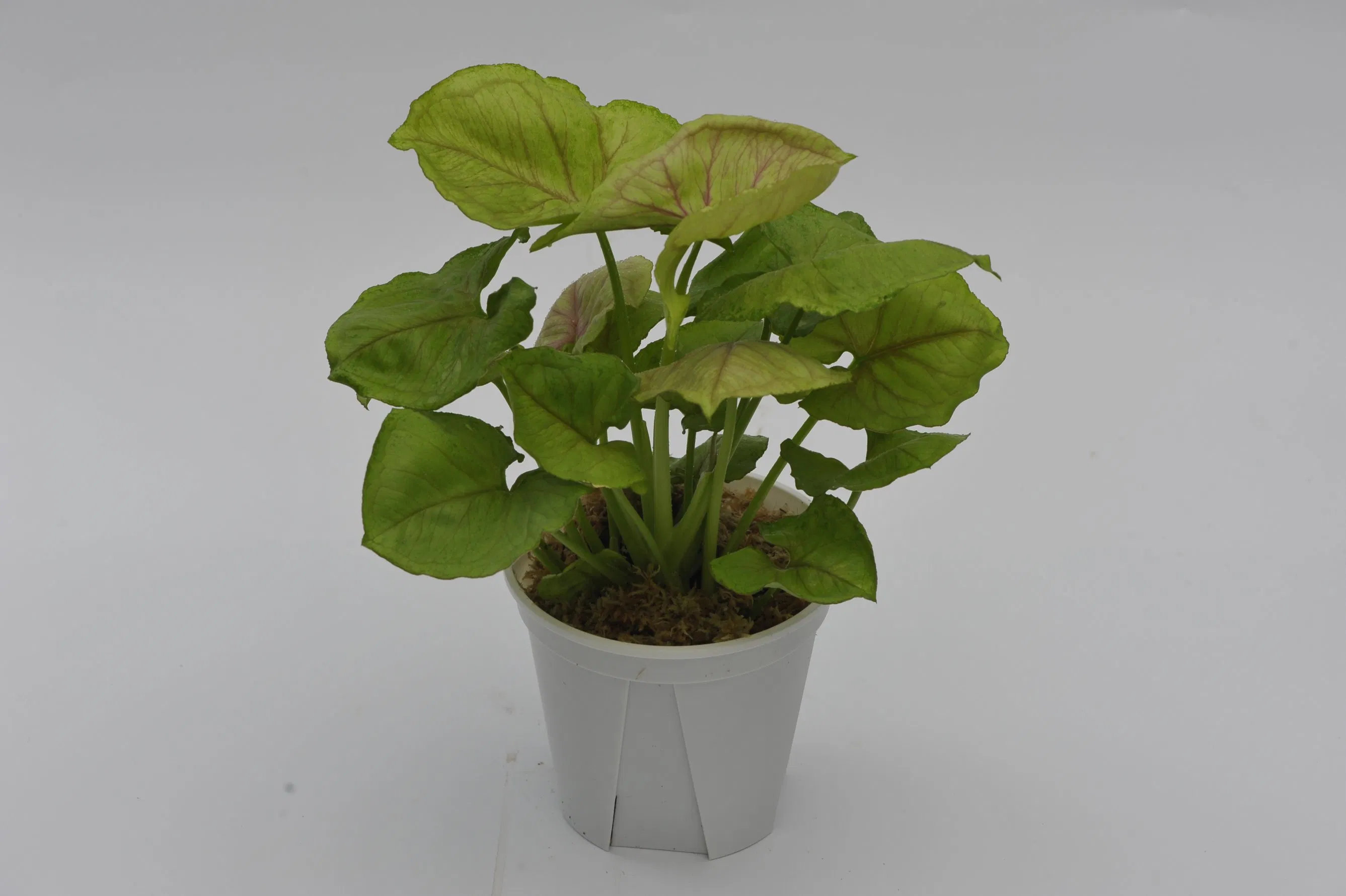 Plantas jóvenes de Syngonium Mango Allusion, plantas de cultivo de tejidos