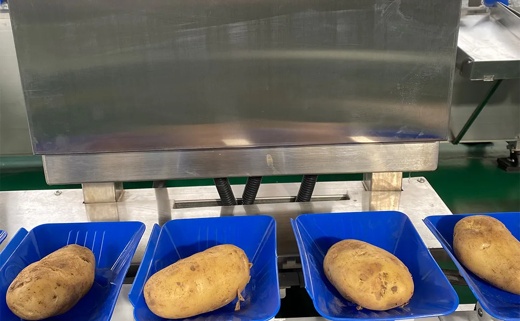 Máquina clasificadora de cebollas de alto volumen para cultivadores agrícolas