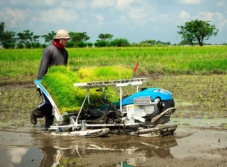 Transplantador de arroz manual de mano Row Walking Paddy