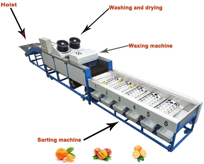 Máquina de lavado, encerado, clasificación de frutas cítricas industriales de manzana, limón, lima, naranja y batata