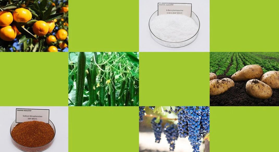 Regulador de Crecimiento de Plantas Ethephon 5% para la Promoción de la Maduración de Frutas y la Mejora de la Madurez de Cultivos en Plátano, Tomate, Piña y Algodón