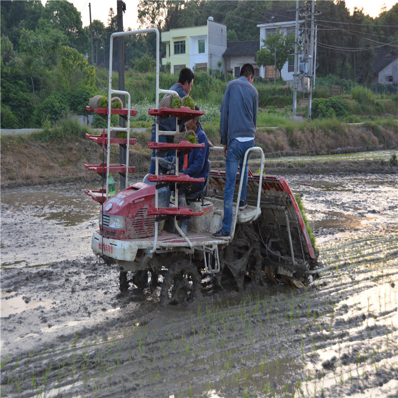 Transplantador de arroz cultivador de seis filas tipo de alta velocidad diésel