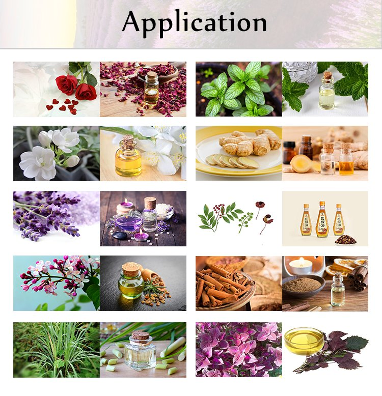 Extractor de aceite de alimentos vegetales para tulipán, violeta, girasol, loto, diente de león, orquídea, caléndula, roble