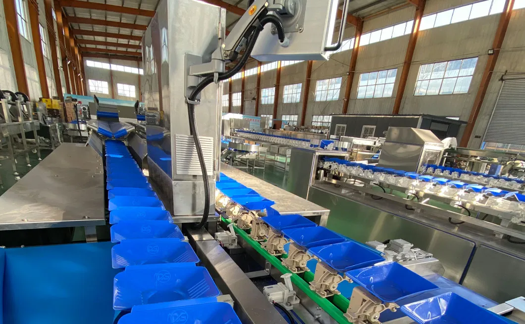 Máquina clasificadora de cebollas de alto volumen para cultivadores agrícolas