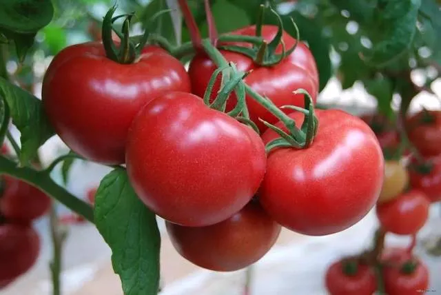 Máquina de trasplante de plántulas de vegetales de alta calidad