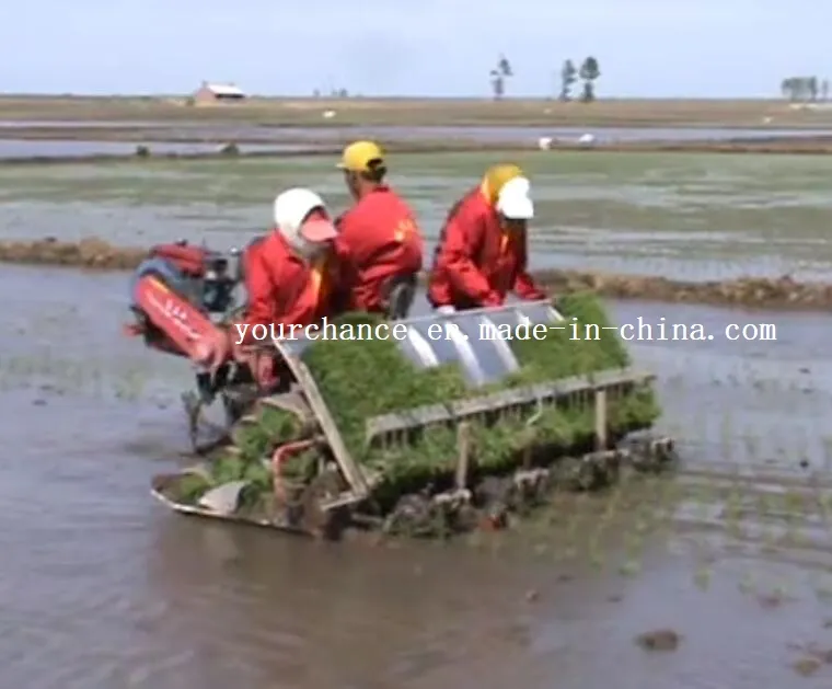 Venta Caliente en India 2z-8238 8 Filas 238mm Ancho Tipo de Conducción Transplantador de Arroz de Alta Calidad y Bajo Precio