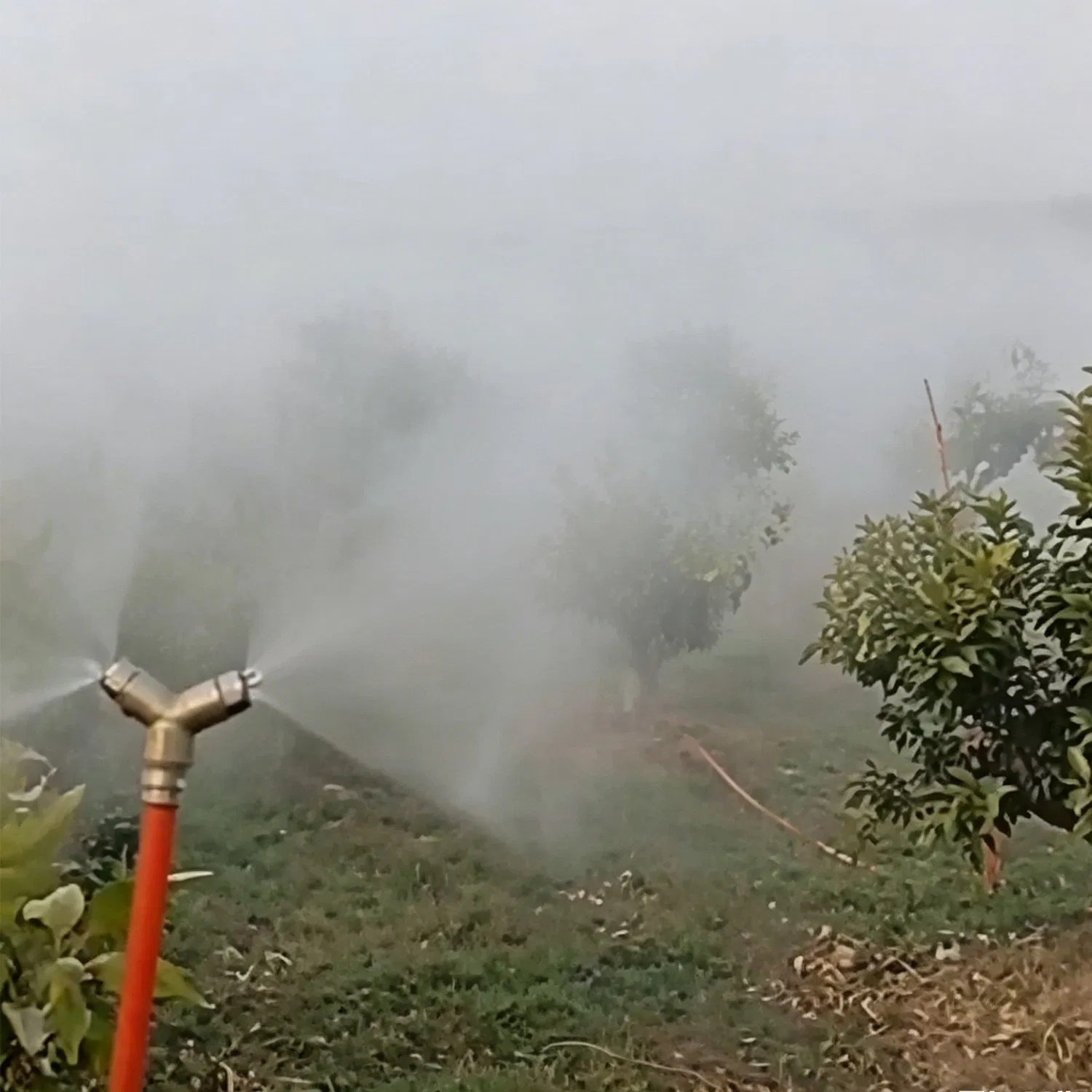 Sistema de Nebulización en Huertos de Mangos Aplicación Eficiente de Pesticidas para Cobertura de Neblina Uniforme