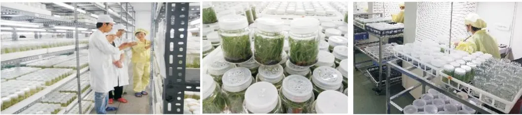 Plantas jóvenes de Syngonium Mango Allusion, laboratorio y cultivo