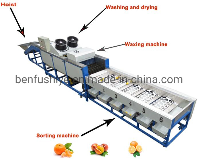 Máquina de lavado, encerado, clasificación de frutas cítricas industriales de manzana, limón, lima, naranja y batata