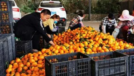 Máquina de lavado, encerado, clasificación de frutas cítricas industriales de manzana, limón, lima, naranja y batata