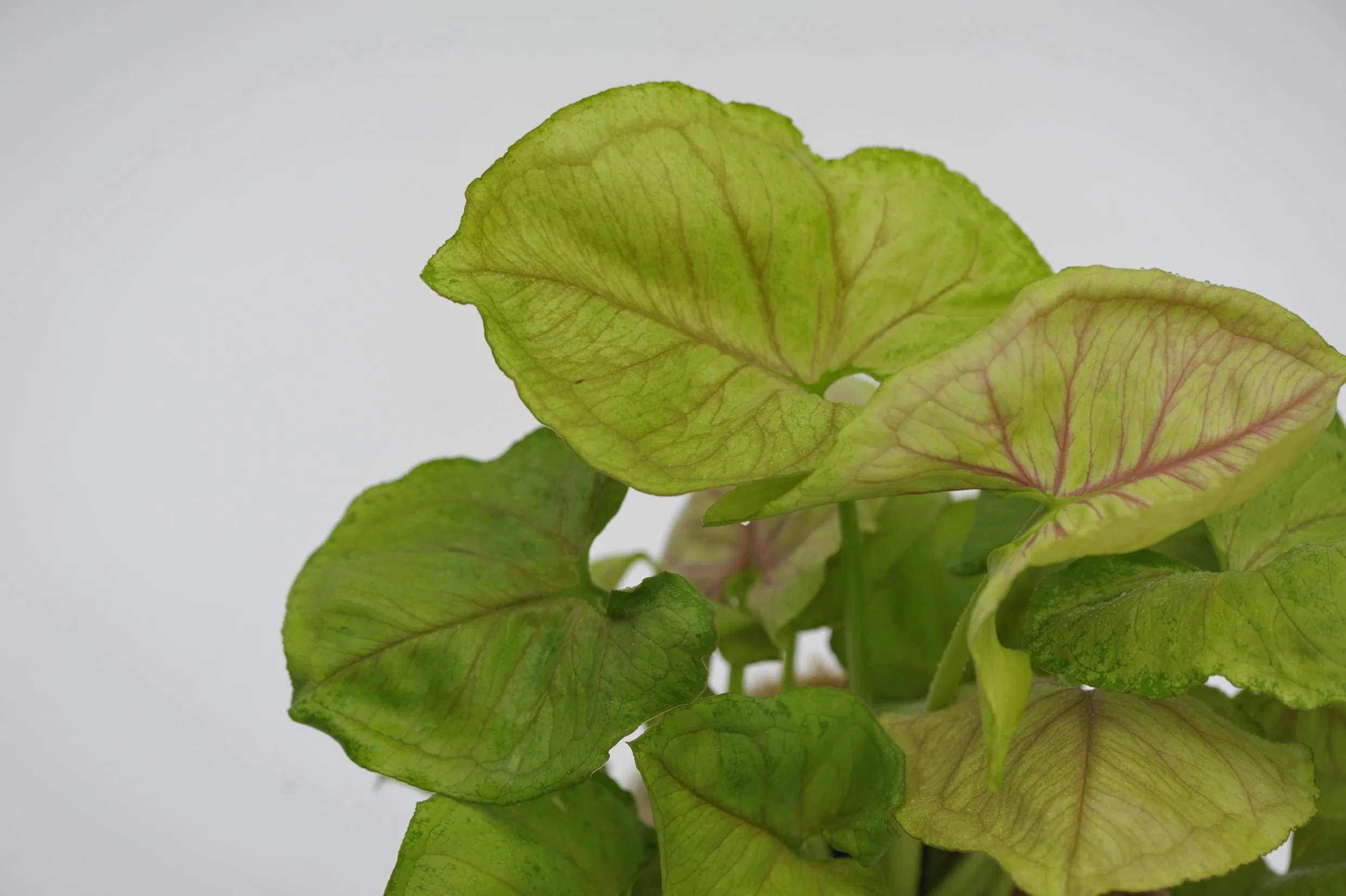 Plantas jóvenes de Syngonium Mango Allusion, plantas de cultivo de tejidos