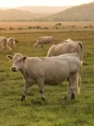 Grazing & Livestock Farming