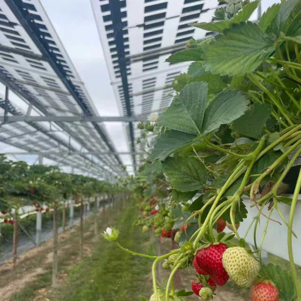 320W Transparent Solar Panel Agri-PV Farming Greenhouse N-Type Dual Glass Bifacial High Transmittance BIPV 22.7% Efficiency