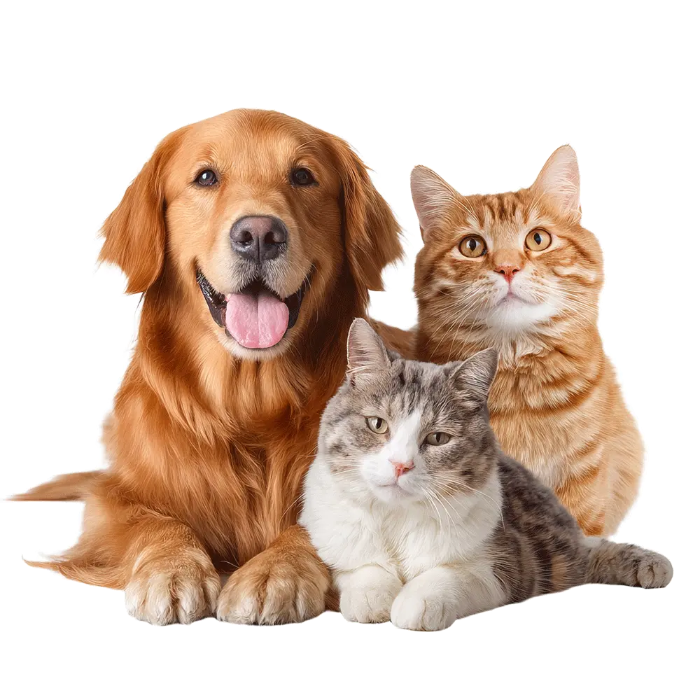 One-stop OEM and ODM freeze-dried pet food solutions