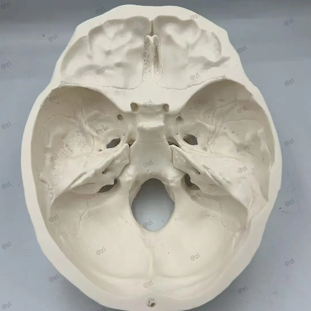 نموذج الجيب الفكي العلوي لتدريب زراعة الزاوية