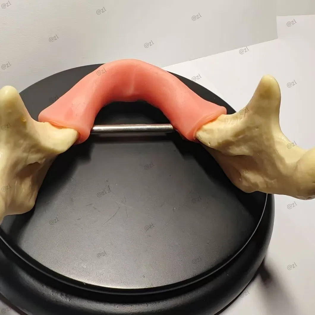 Dental Training Model 2