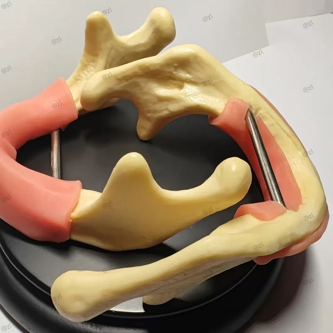 Dental Training Model 3
