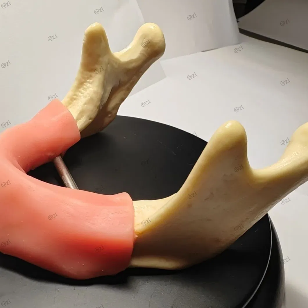 Dental Training Model 1