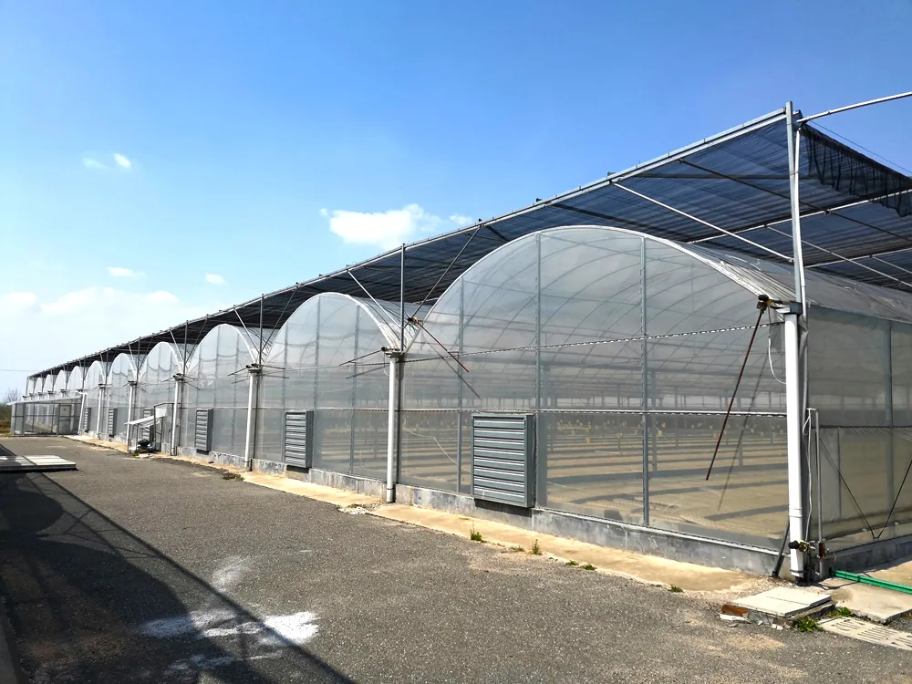 Multi-Span Greenhouse Construction