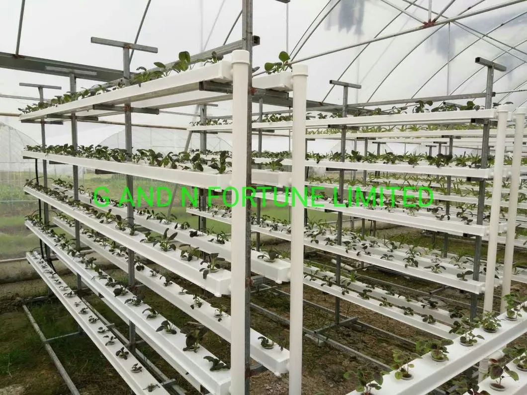 Greenhouse Hydroponics